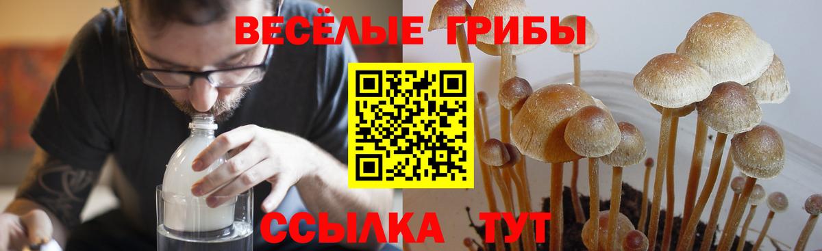 Псилоцибиновые грибы мицелий  Вход с VPN  купить наркоту  Волжск 